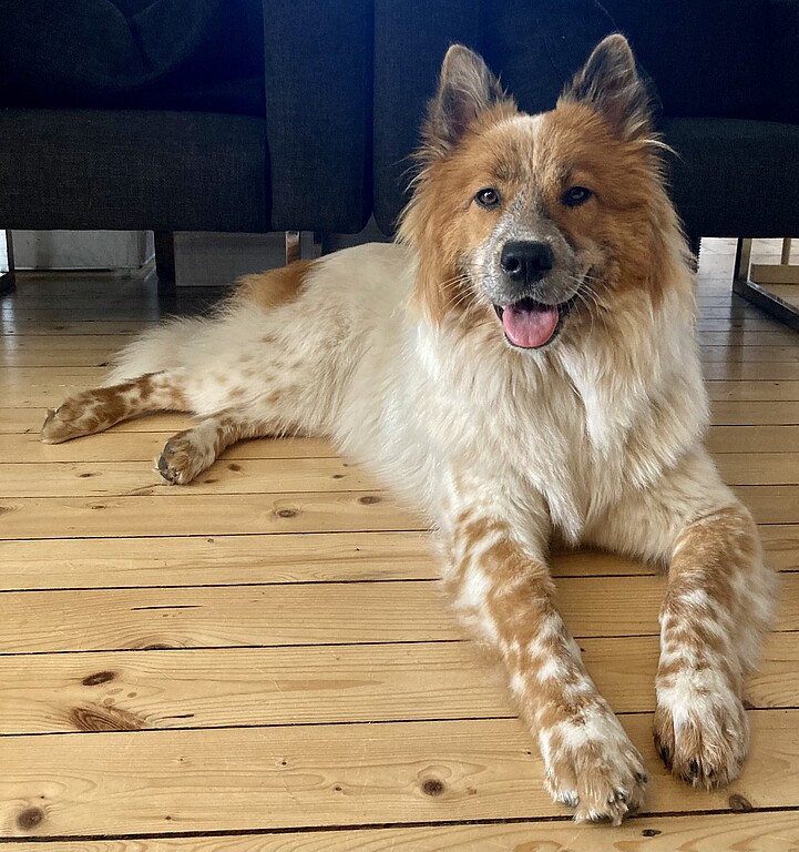 Alma von der Schusteralm (Alma)