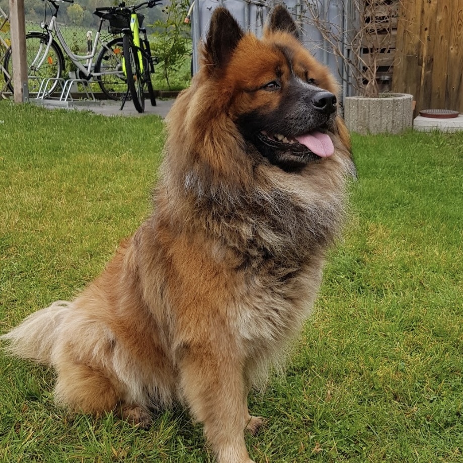 Anton vom Sternenhimmel (Grizzly)