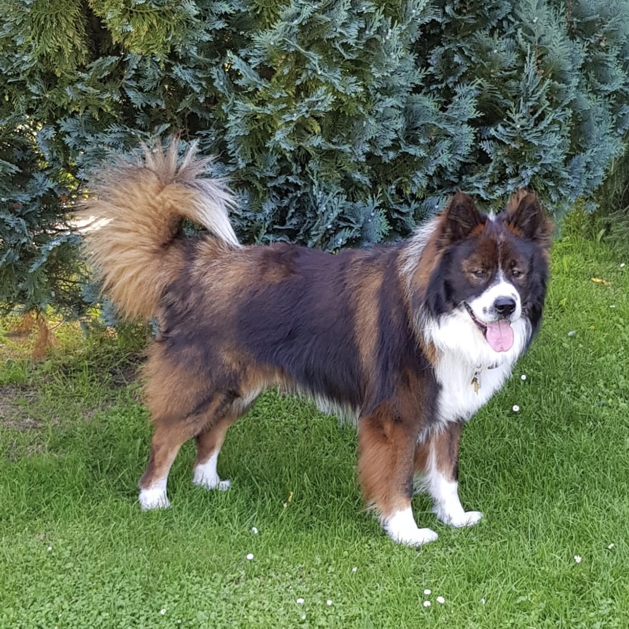 Arni vom guten Stern (Arni)