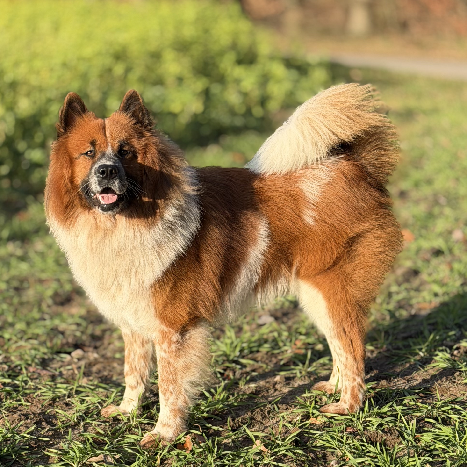 Aramis von der Blumenwiese (Amico)