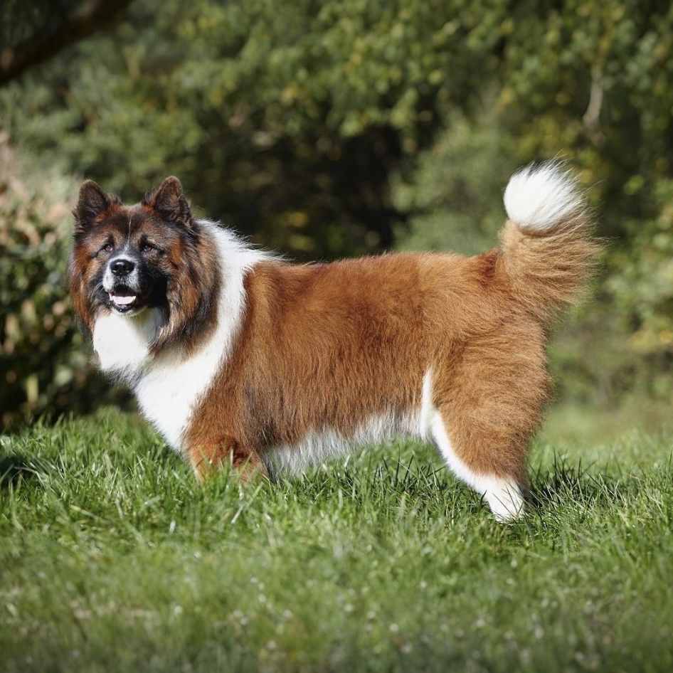 Bacardi von der Alperheide (TJ)