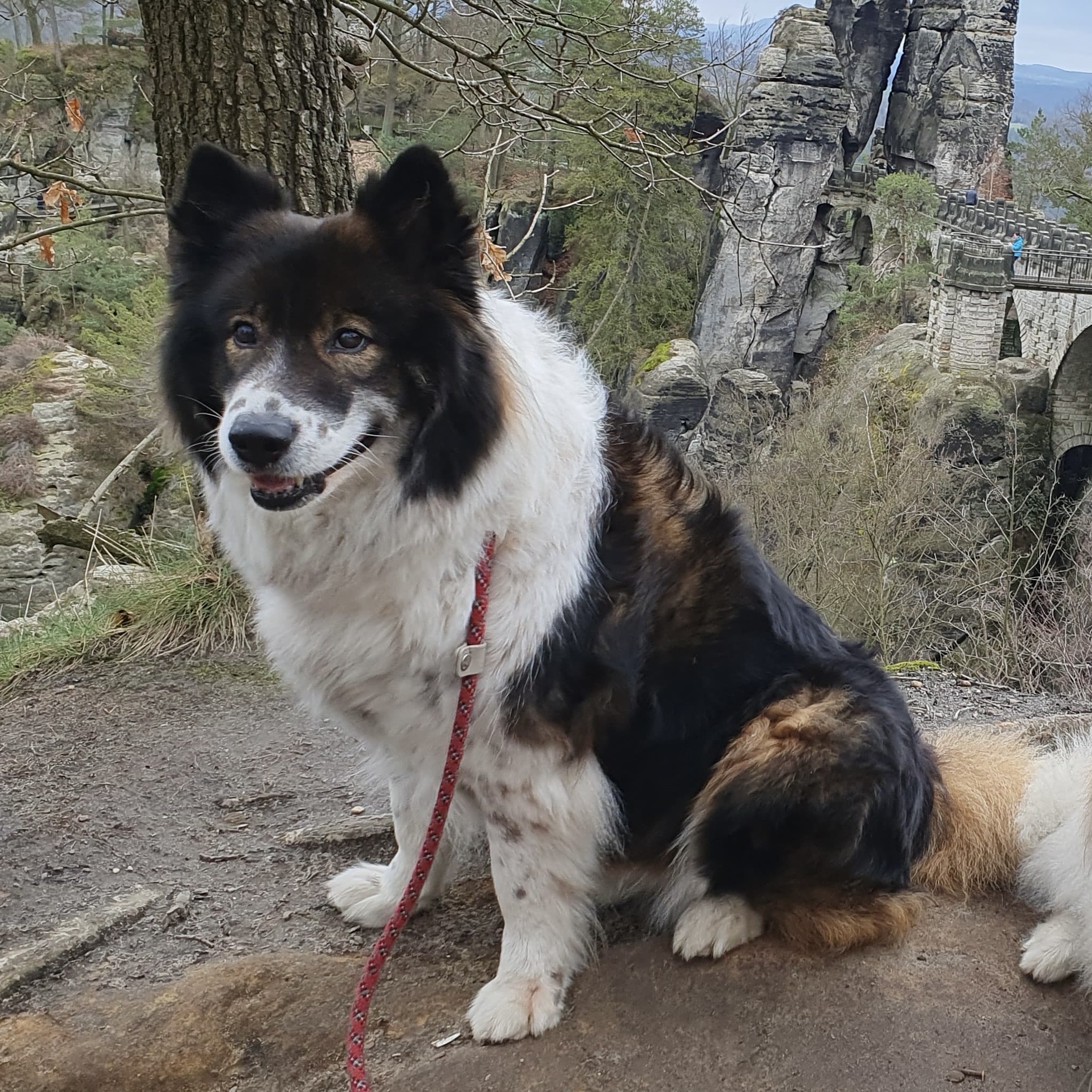 Hemera von der Alperheide (Tris)