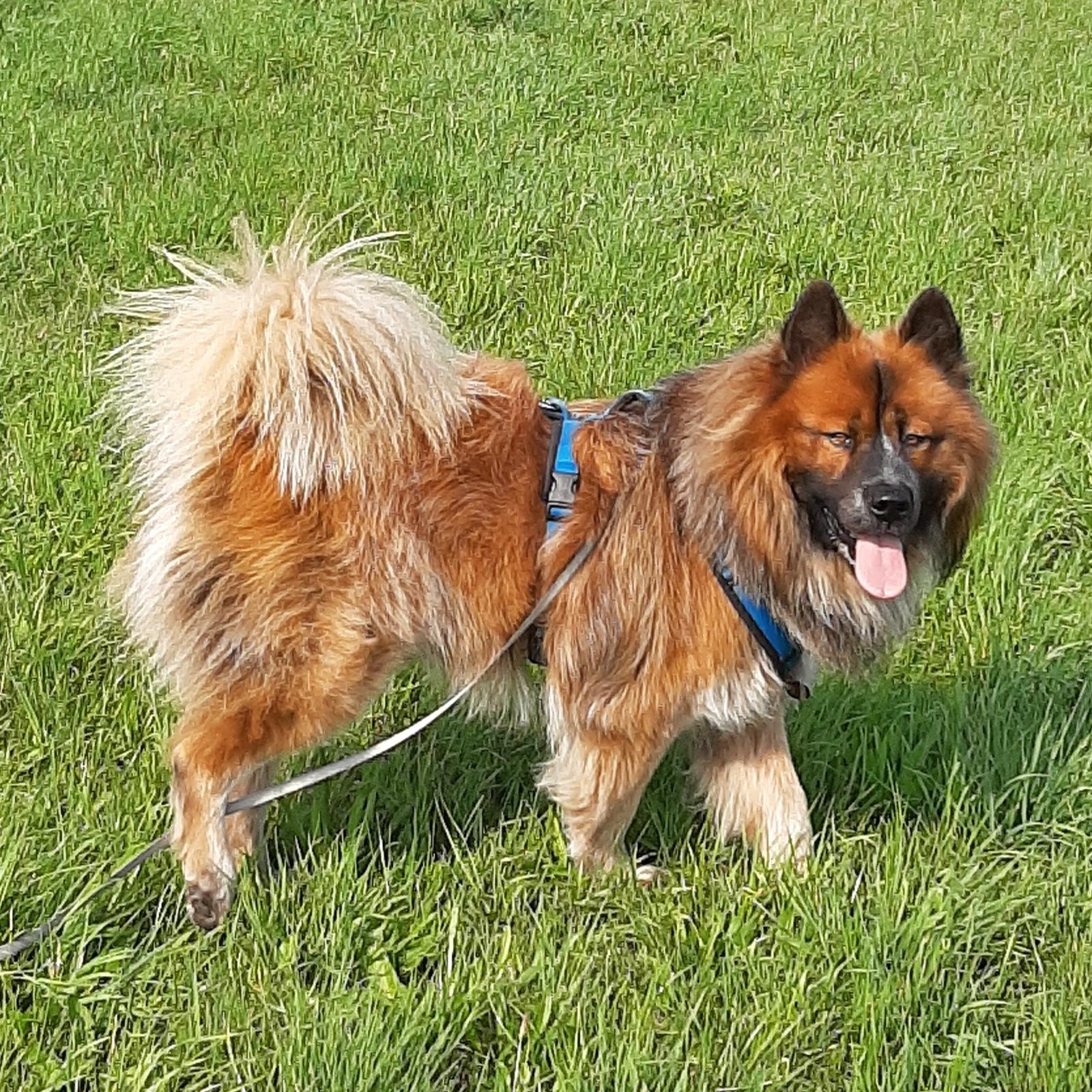 Anton vom Sternenhimmel (Grizzly), F3 Eurasier